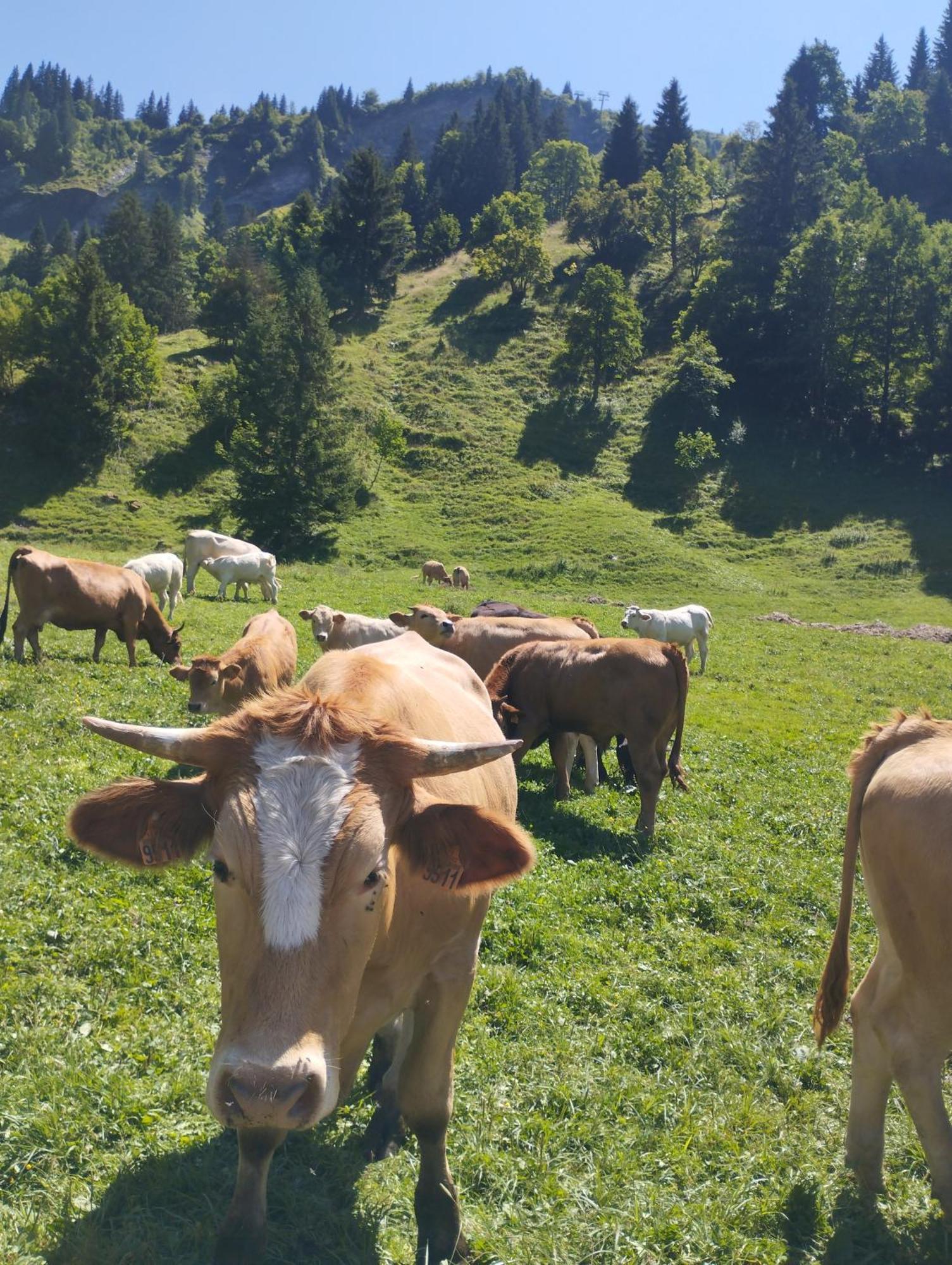 Le Gite Du Val Flumet Esterno foto